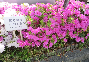 tanpopo 1